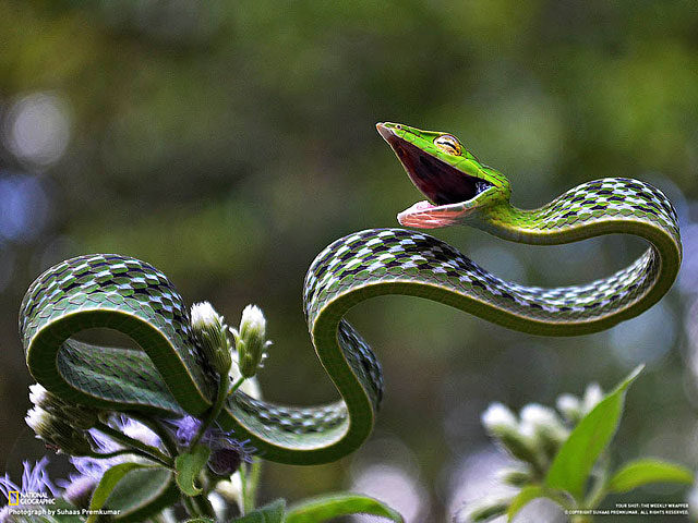 Photo - Green Vine Snake