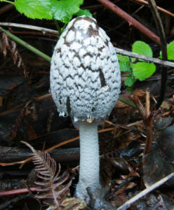 Photo: Magpie mushroom; source: www.first-nature.com/fungi/coprinopsis-picacea.php