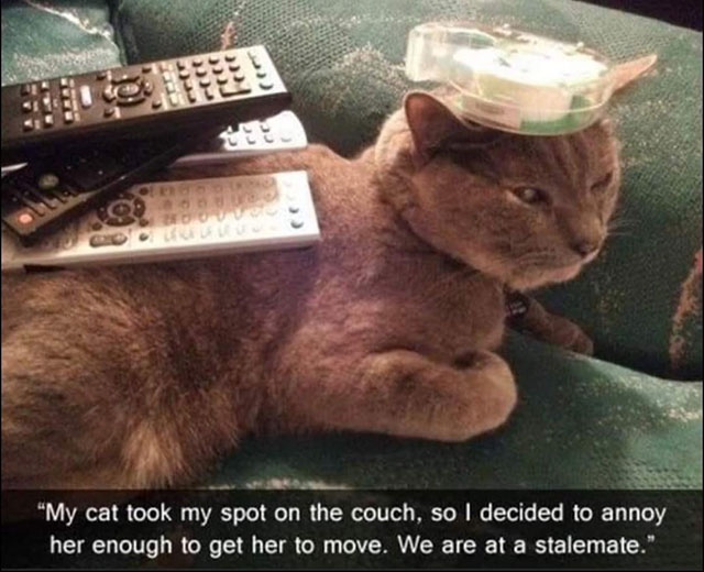 Meme: Cat won't budge from couch