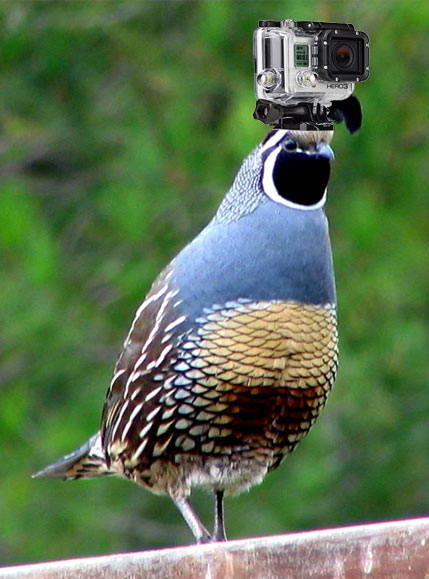 Quail with a video camera strapped to his (or her) head