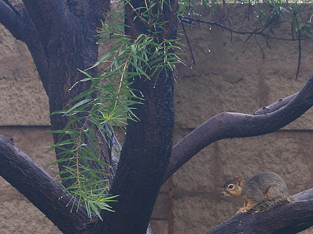 Photo - Squirrel in tree