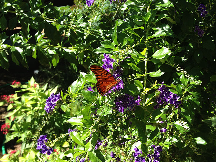 Photo - Butterfly Garden