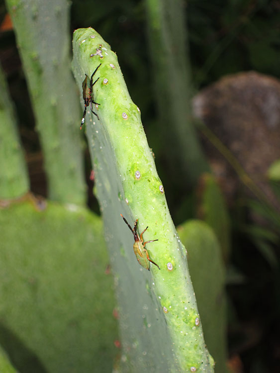 Photo - Bugs on Cactus