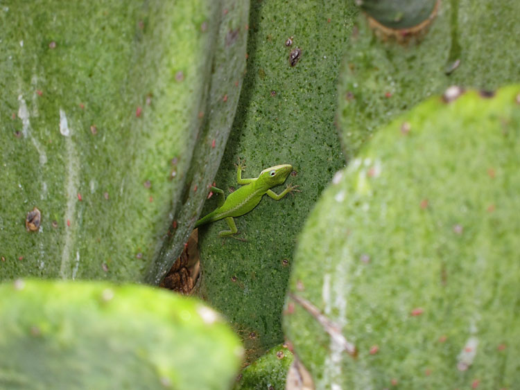 Photo - Green Anole