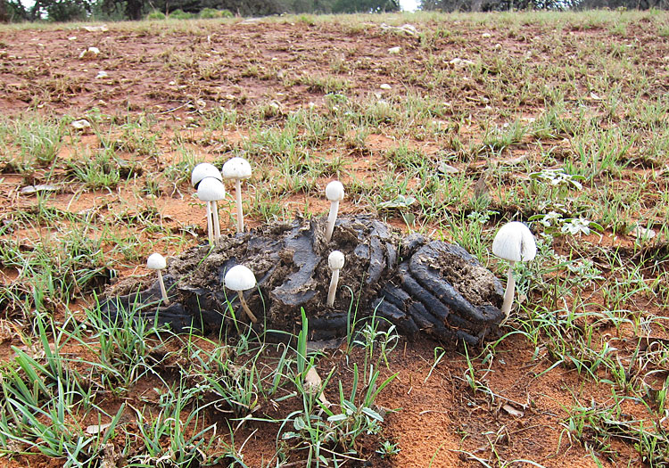 Photo - Mushrooms sprouting in a cow pattie