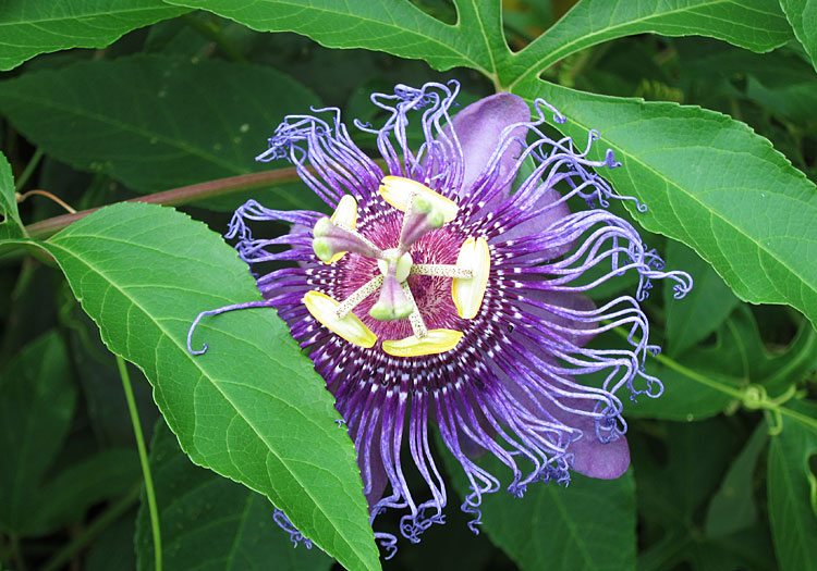 Photo - Passionflower