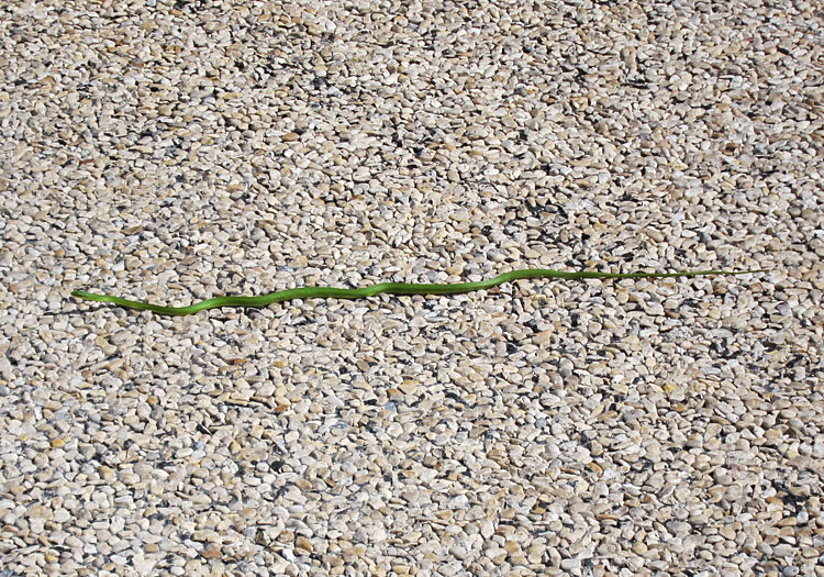 Photo - Rough green snake