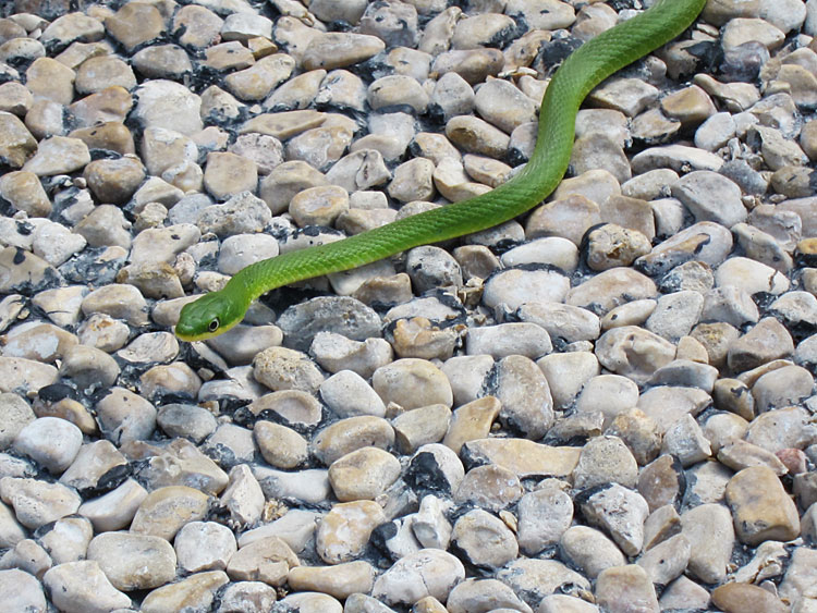 Photo - Rough green snake