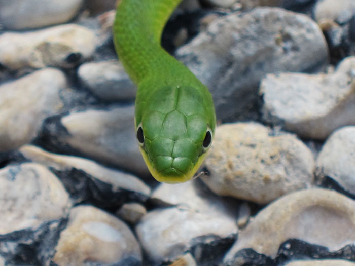 Photo - Rough green snake