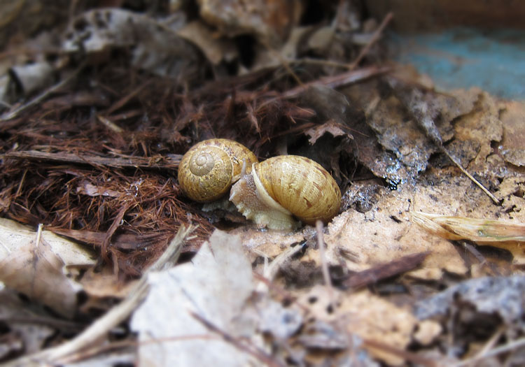 Photo - Snails