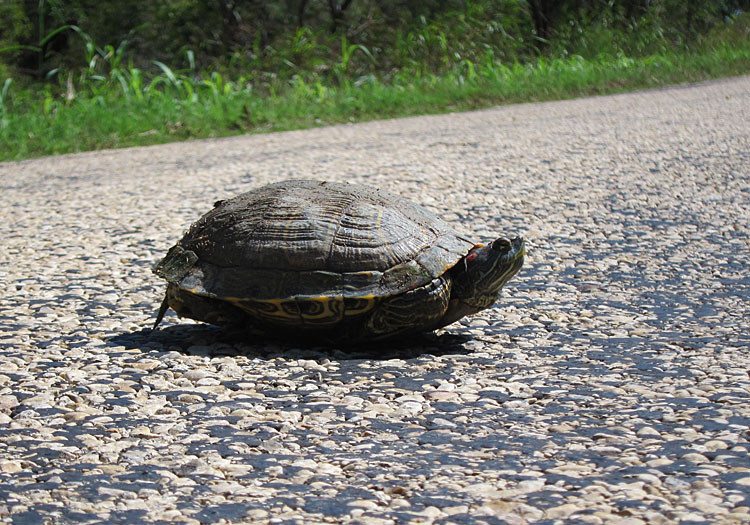 Photo - Turtle in road