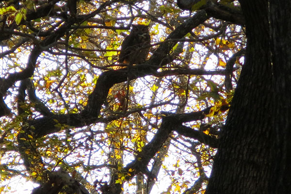 Owl in tree