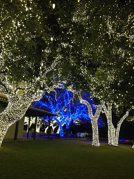 Lights on the PEC trees