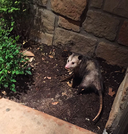 Photo of a possum (what? you didn't believe the text?