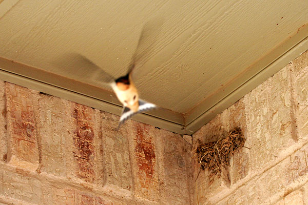Photo - Barn Swallow Flying in Front of Nest