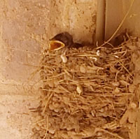 Baby barn swallow in nest