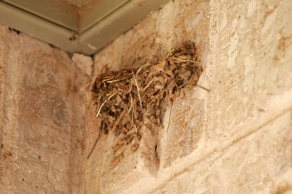 Photo - Barn Swallow Nest