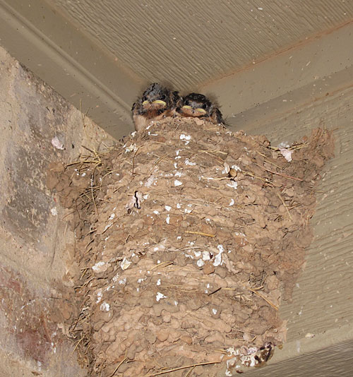 Barn swallow nest with two fledglings