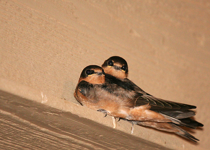 Photo - juvenile barn swallows huddled together