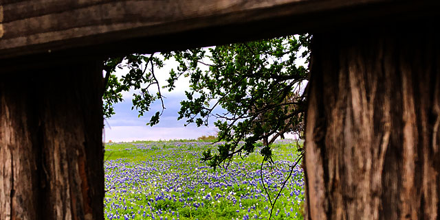 Photo - Bluebonnets framed by a gap in a wooden fence