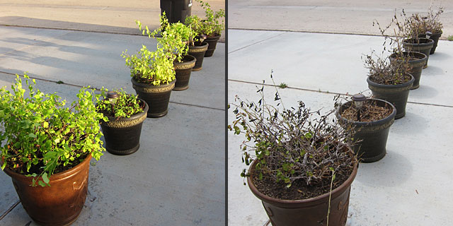 Before and after photos of bougainvillea, which are shocked by spring
