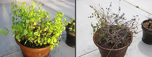 Before and after photos of bougainvillea, which are shocked by spring