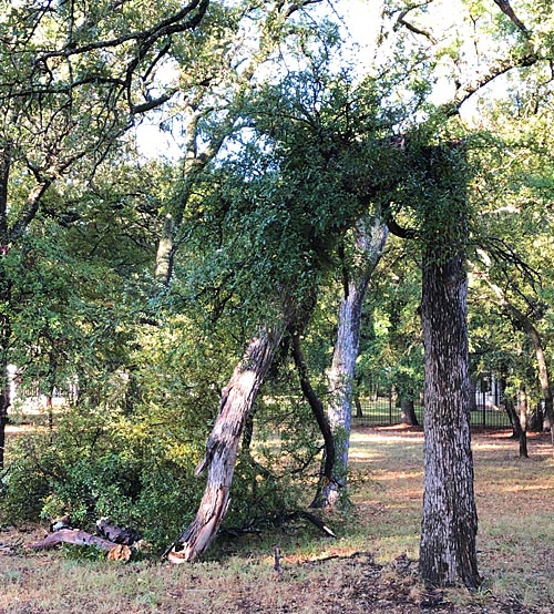 Photo - Tree snapped in half by high winds