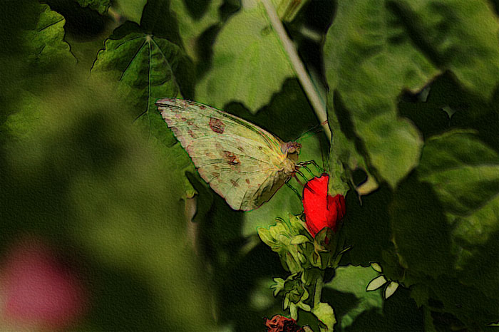 Sulphur butterfly