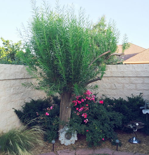 Tree on 6/25/15 after final pruning