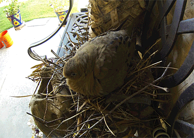 Animated GIF: Dove on nest with two eggs