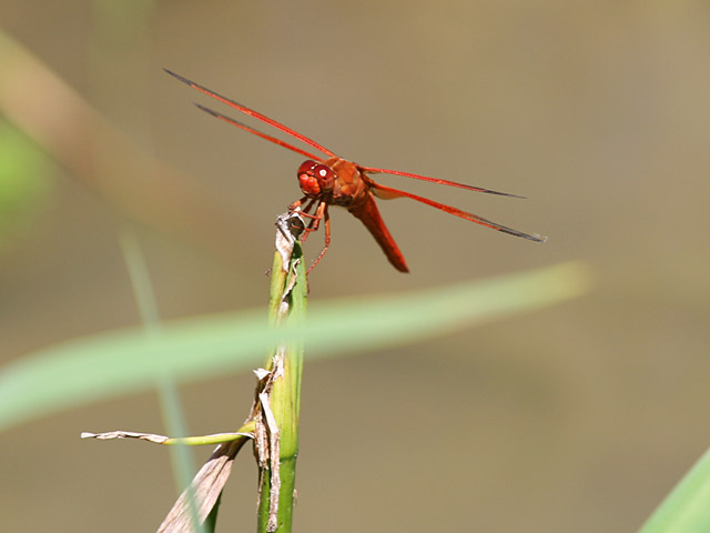 Photo - Scarlet Darter Dragonfly