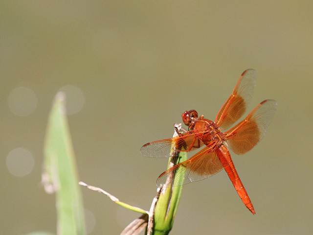 Photo - Scarlet Darter Dragonfly