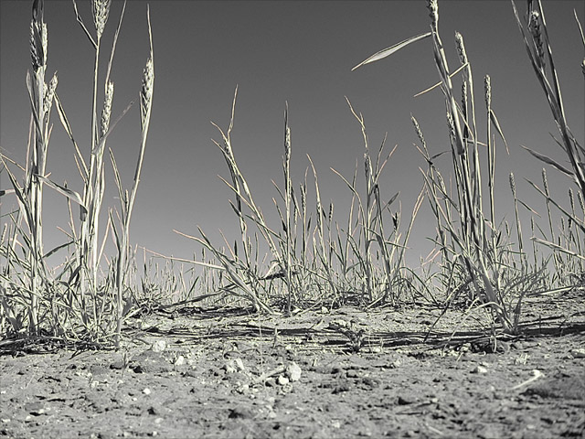 Photo of dry grass