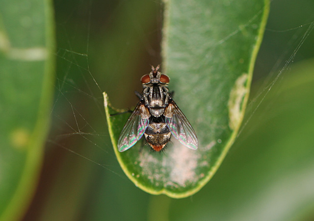 Flesh Fly