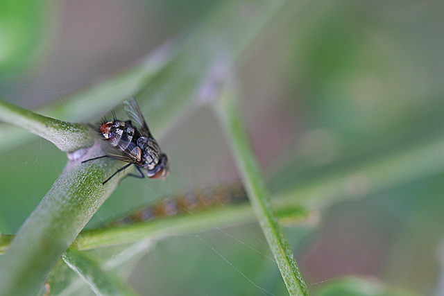 Flesh Fly