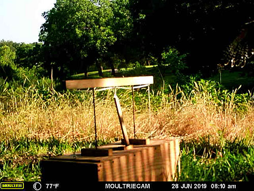 Photo - flying red-shouldered hawk