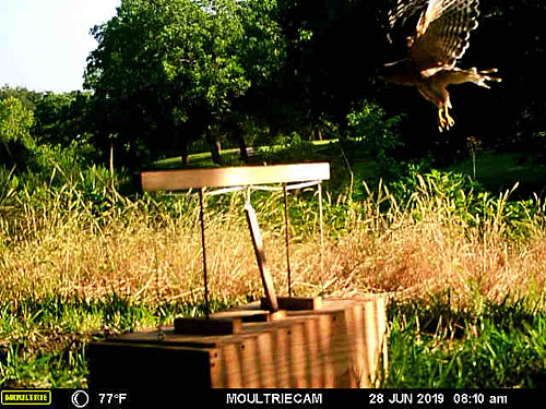 Photo - flying red-shouldered hawk