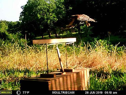 Photo - flying red-shouldered hawk