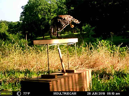 Photo - flying red-shouldered hawk