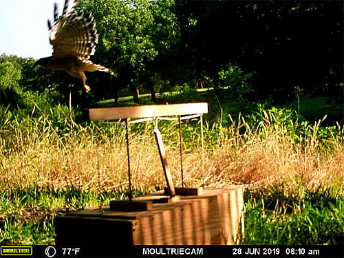 Photo - flying red-shouldered hawk