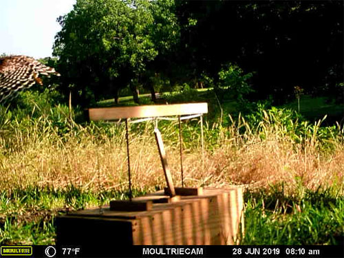 Photo - flying red-shouldered hawk