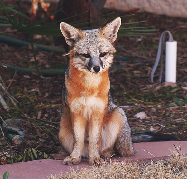 Photo - gray fox