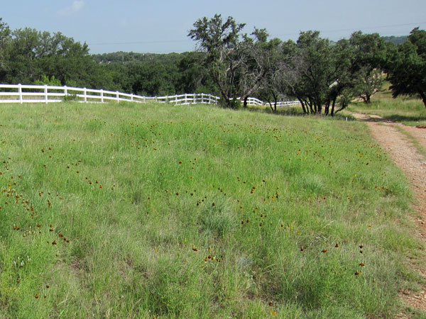 HSB field - July, 2015