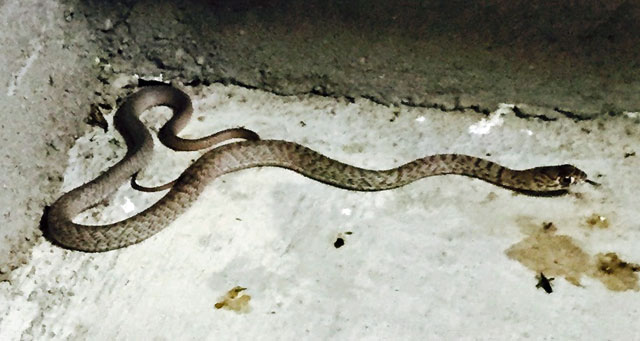 Small snake in our garage