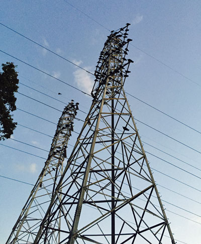 Buzzards perched on towers