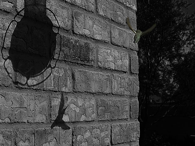 Photo - Hummingbird and shadow on wall