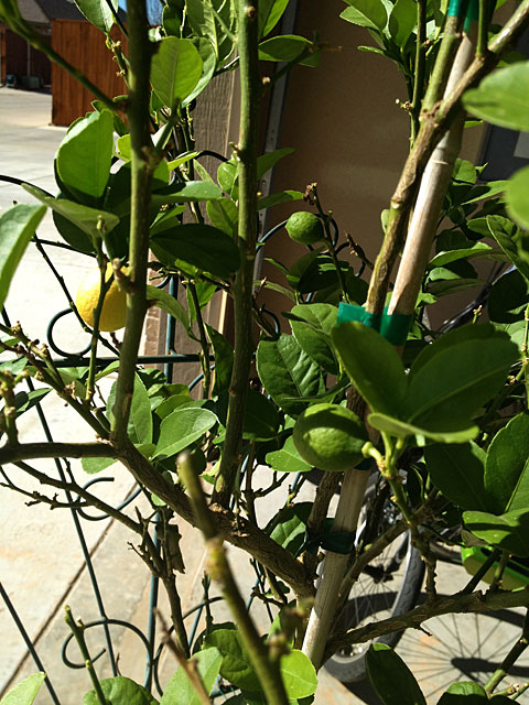 Photo - Mexican Lime Tree