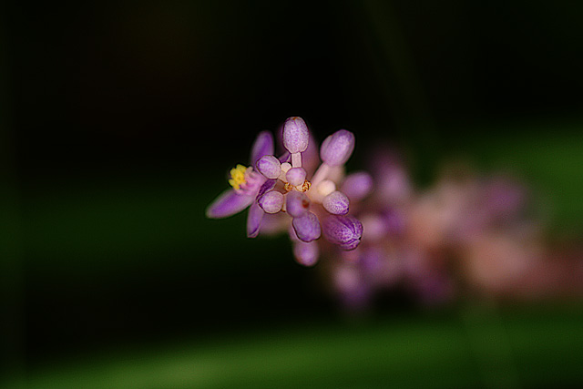 Liriope Bloom