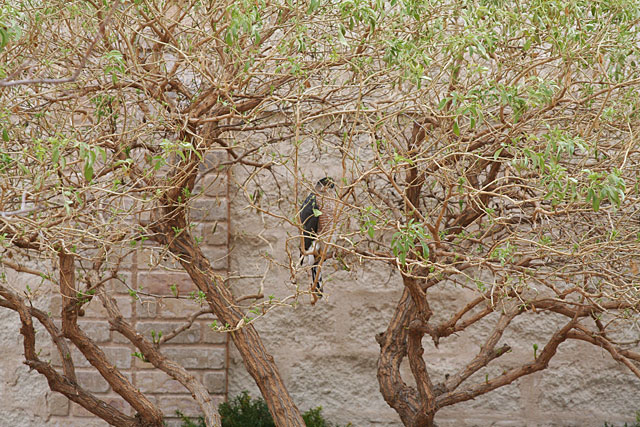 Photo - Hawk in Mexican Elder