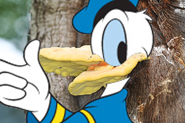 Donald Duck with a tree fungus bill